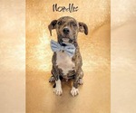 Small Mutt