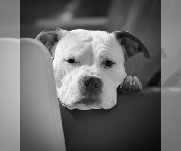 Medium Photo #2 Mutt Puppy For Sale in Mount Laurel, NJ, USA