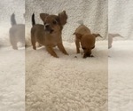Small Photo #3 Chihuahua Puppy For Sale in AURORA, CO, USA
