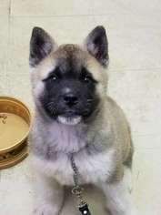 Akita Puppy for sale in GRIMESLAND, NC, USA
