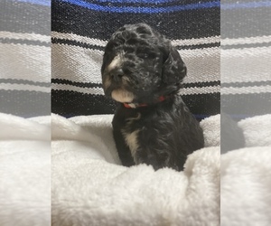 Bernedoodle Puppy for sale in BARDSTOWN, KY, USA