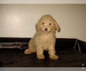 Poodle (Toy) Puppy for Sale in BAKERSFIELD, California USA