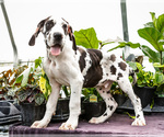 Small #5 Great Dane