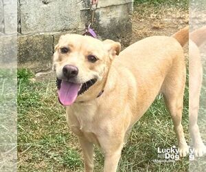 Labrador Retriever-Retriever  Mix Dogs for adoption in Washington, DC, USA