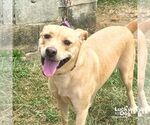 Small #1 Labrador Retriever-Retriever  Mix