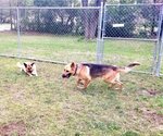 Small #3 German Shepherd Dog Mix