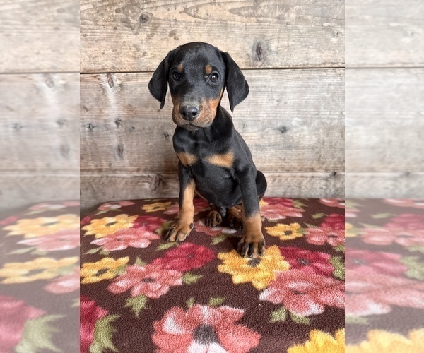 Medium Photo #4 Doberman Pinscher Puppy For Sale in VERMONTVILLE, MI, USA