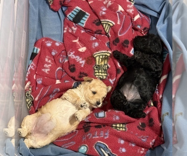 Medium Photo #10 Poodle (Toy) Puppy For Sale in SPERRY, OK, USA