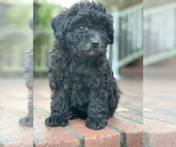 Medium Photo #1 Poodle (Toy) Puppy For Sale in MALVERN, AR, USA
