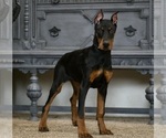 Small Photo #36 Doberman Pinscher Puppy For Sale in WARSAW, IN, USA