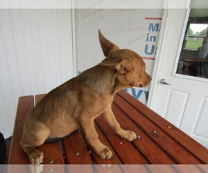 Australian Cattle Dog Puppy for sale in KALAMAZOO, MI, USA