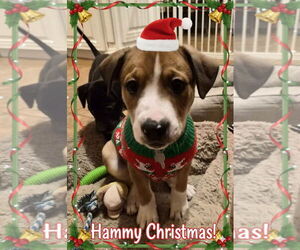 American Pit Bull Terrier-Unknown Mix Dogs for adoption in Holly Springs, NC, USA