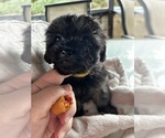 Puppy 1 Shih Tzu-YorkiePoo Mix