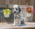 Small Photo #82 Dalmatian Puppy For Sale in GOSHEN, IN, USA