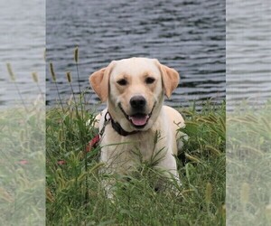 Mother of the Labrador Retriever puppies born on 03/03/2025