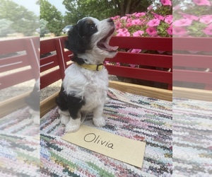 Bernedoodle Puppy for sale in GRABILL, IN, USA