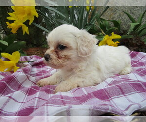 Zuchon Puppy for sale in SHILOH, OH, USA