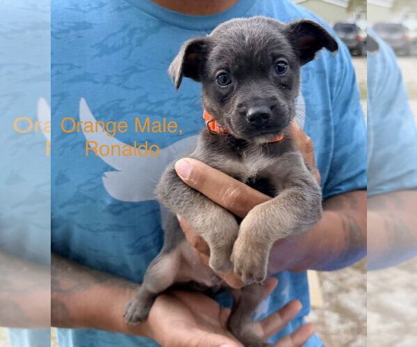 Medium Photo #1 Mutt Puppy For Sale in Imlay City, MI, USA