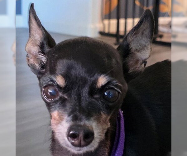 Medium Photo #1 Mutt Puppy For Sale in Pleasanton, CA, USA