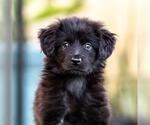 Small Mutt