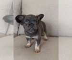 Puppy Jasmin French Bulldog