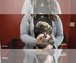 Puppy Yellow Collar Presa Canario