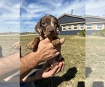 Small Photo #1 Dachshund Puppy For Sale in CONCORDIA, MO, USA