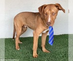 Small Photo #10 Unknown-Weimaraner Mix Puppy For Sale in San Diego, CA, USA