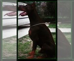 Small Photo #24 Doberman Pinscher Puppy For Sale in PORTLAND, OR, USA