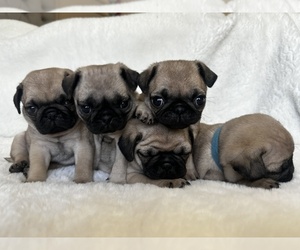 Pug Puppy for sale in TRACY, CA, USA