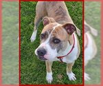 Small #1 American Pit Bull Terrier Mix