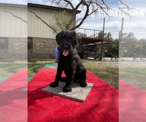 Schnauzer (Giant) Puppy for sale in BURKETT, TX, USA