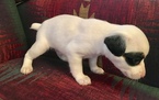 Small Photo #4 Jack Russell Terrier Puppy For Sale in REBERSBURG, PA, USA