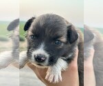 Small #3 Border Collie