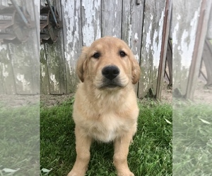 Golden Retriever Puppy for Sale in GOSHEN, Indiana USA