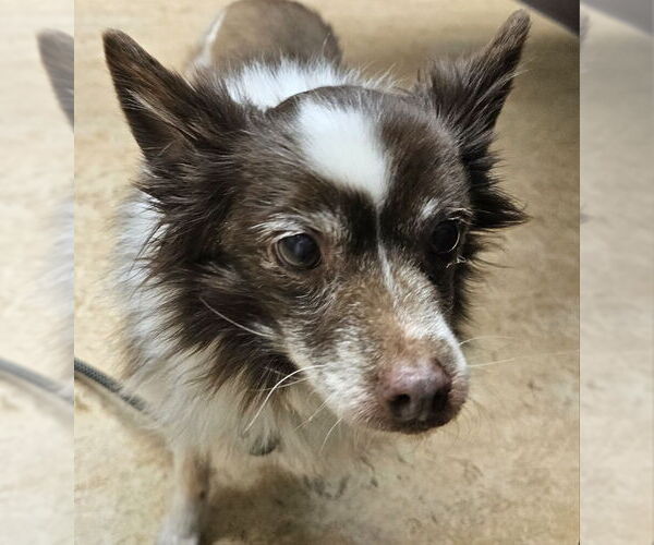 Medium Photo #1 Paperanian Puppy For Sale in Olalla, WA, USA