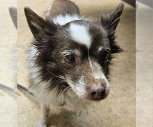 Paperanian Dog for Adoption in Olalla, Washington USA