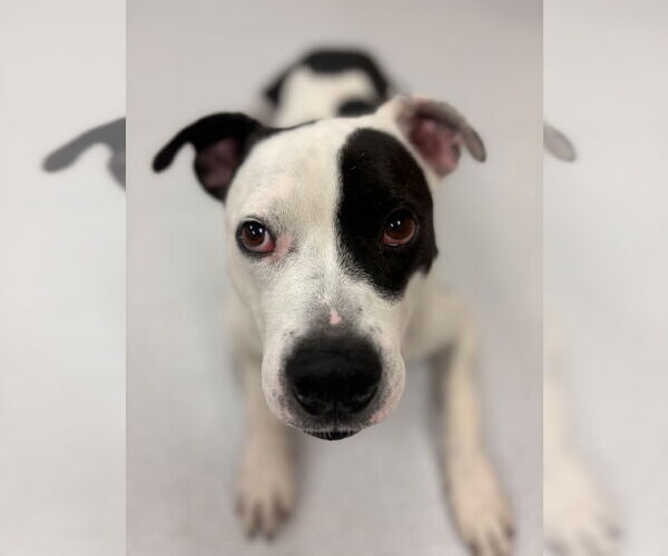 Medium Photo #5 American Pit Bull Terrier-Unknown Mix Puppy For Sale in Virginia Beach, VA, USA