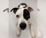 Small #4 American Pit Bull Terrier Mix