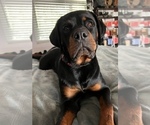 Small Photo #7 Rottweiler Puppy For Sale in YUCAIPA, CA, USA