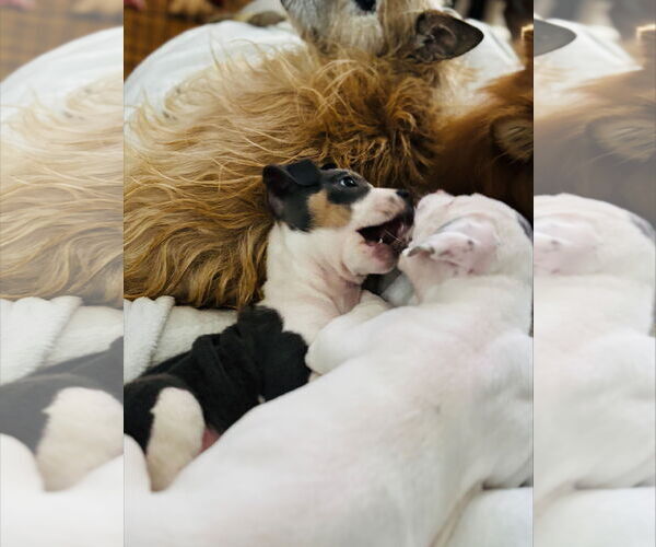 Medium Photo #7 American Staffordshire Terrier-Unknown Mix Puppy For Sale in Holly Springs, NC, USA