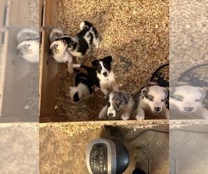 Texas Heeler Dogs for adoption in MC GREGOR, TX, USA