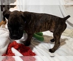 Mr Blue - Male Boxer Puppy for Sale - Photo #6