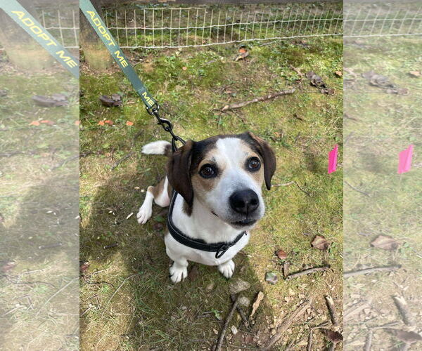 Medium Photo #6 Beagle-Unknown Mix Puppy For Sale in Derwood, MD, USA