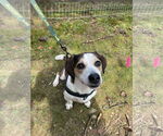 Small #5 Beagle Mix