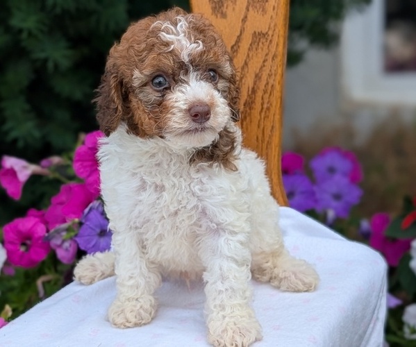 Medium Photo #3 Maltipoo (Toy) Puppy For Sale in GOSHEN, IN, USA