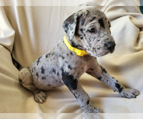 Medium Photo #1 Daniff Puppy For Sale in TIFFIN, OH, USA