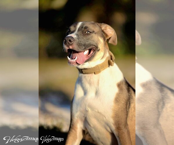 Medium Photo #4 American Bulldog-Labrador Retriever Mix Puppy For Sale in Tampa, FL, USA