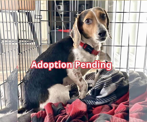 Medium Photo #1 Beagle Puppy For Sale in Dunnellon, FL, USA