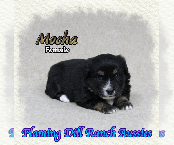 Medium Photo #1 Miniature Australian Shepherd Puppy For Sale in FORESTBURG, TX, USA